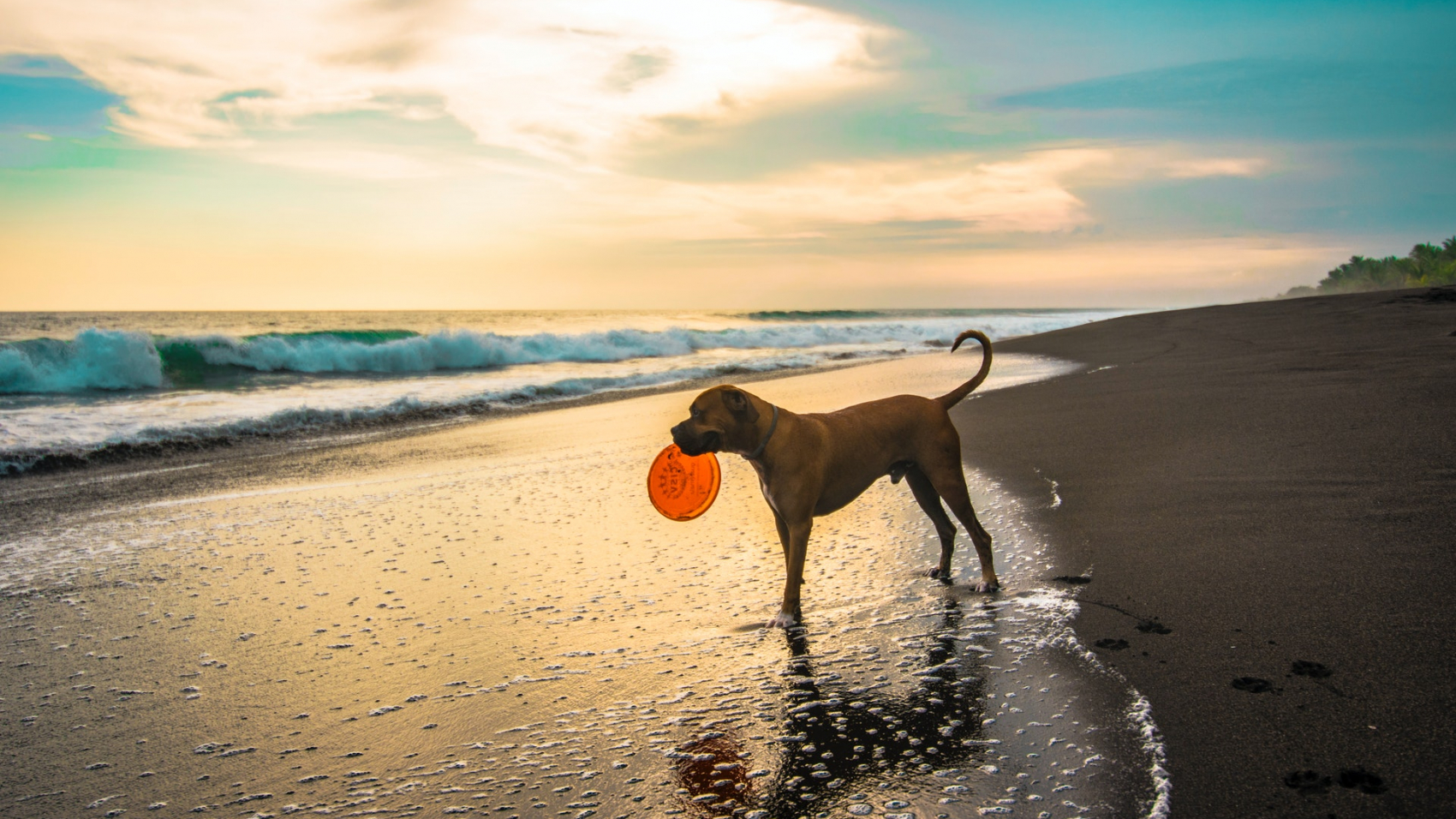 spiagge-per-cani-in-italia-lillimia