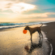 spiagge-per-cani-in-italia-lillimia